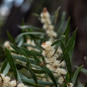 Hakea dactyloides at Penrose, NSW - 18 Dec 2021