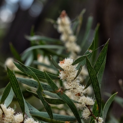 Hakea dactyloides (Finger Hakea) at Wingecarribee Local Government Area - 18 Dec 2021 by Aussiegall