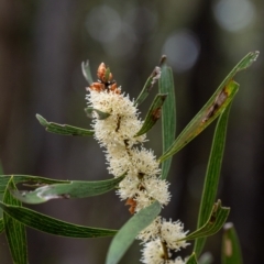Hakea dactyloides at Penrose, NSW - 18 Dec 2021