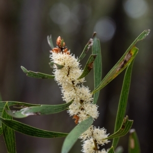 Hakea dactyloides at Penrose, NSW - 18 Dec 2021