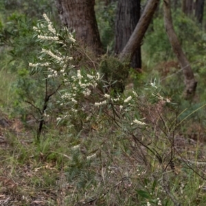 Hakea dactyloides at Penrose, NSW - 18 Dec 2021