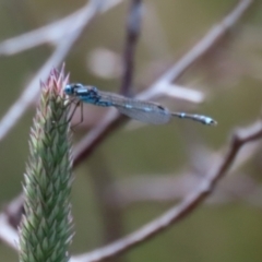 Austrolestes leda (Wandering Ringtail) at Paddys River, ACT - 17 Dec 2021 by RodDeb