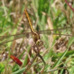 Diplacodes haematodes (Scarlet Percher) at Paddys River, ACT - 17 Dec 2021 by RodDeb