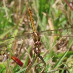 Diplacodes haematodes at Paddys River, ACT - 17 Dec 2021