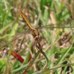 Diplacodes haematodes at Paddys River, ACT - 17 Dec 2021 01:48 PM