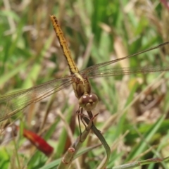 Diplacodes haematodes at Paddys River, ACT - 17 Dec 2021