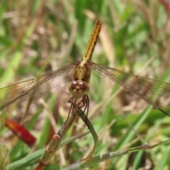 Diplacodes haematodes at Paddys River, ACT - 17 Dec 2021