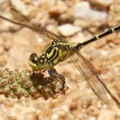 Austrogomphus guerini (Yellow-striped Hunter) at Namadgi National Park - 17 Dec 2021 by RodDeb