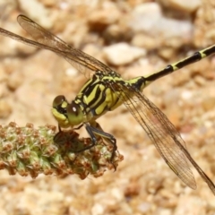 Austrogomphus guerini (Yellow-striped Hunter) at Paddys River, ACT - 17 Dec 2021 by RodDeb