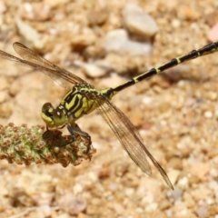 Austrogomphus guerini at Paddys River, ACT - 17 Dec 2021 01:05 PM