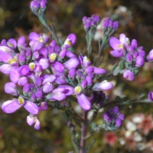 Comesperma ericinum at Tinderry, NSW - 18 Dec 2021