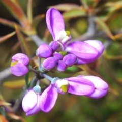 Comesperma ericinum at Tinderry, NSW - 18 Dec 2021