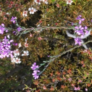 Comesperma ericinum at Tinderry, NSW - 18 Dec 2021