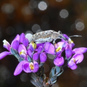 Comesperma ericinum at Tinderry, NSW - 18 Dec 2021