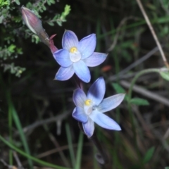 Thelymitra (Genus) (Sun Orchid) at Tinderry, NSW - 18 Dec 2021 by Harrisi