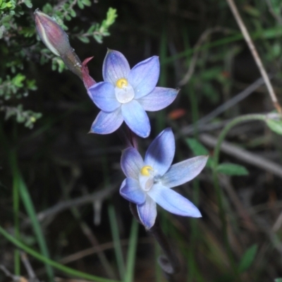 Thelymitra sp. (A Sun Orchid) at Tinderry, NSW - 17 Dec 2021 by Harrisi