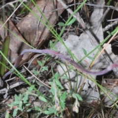 Thelymitra sp. at Tinderry, NSW - 18 Dec 2021