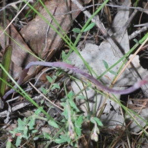 Thelymitra sp. at Tinderry, NSW - 18 Dec 2021