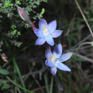 Thelymitra sp. at Tinderry, NSW - 18 Dec 2021