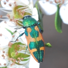 Castiarina hilaris (A jewel beetle) at Gigerline Nature Reserve - 18 Dec 2021 by Harrisi