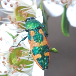 Castiarina hilaris at Tennent, ACT - 18 Dec 2021