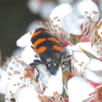 Castiarina thomsoni (A jewel beetle) at Tinderry, NSW - 18 Dec 2021 by Harrisi