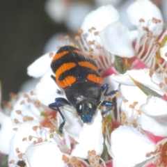 Castiarina thomsoni (A jewel beetle) at Tinderry, NSW - 17 Dec 2021 by Harrisi