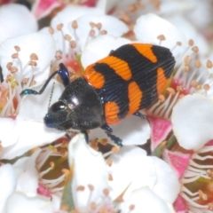 Castiarina thomsoni at Tinderry, NSW - 18 Dec 2021