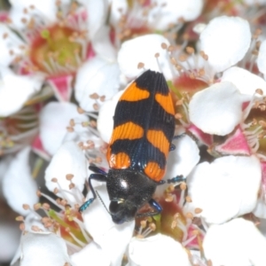 Castiarina thomsoni at Tinderry, NSW - 18 Dec 2021