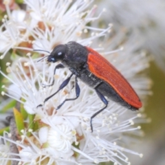 Castiarina erythroptera (Lycid Mimic Jewel Beetle) at Jerrabomberra, ACT - 18 Dec 2021 by Harrisi