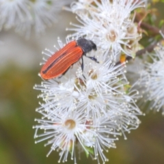 Castiarina erythroptera at Jerrabomberra, ACT - 18 Dec 2021 01:30 PM