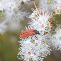 Castiarina erythroptera at Jerrabomberra, ACT - 18 Dec 2021 01:30 PM