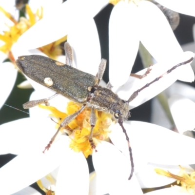 Pempsamacra pygmaea (Longhorn beetle) at Namadgi National Park - 16 Dec 2021 by Harrisi