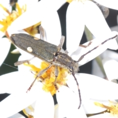 Pempsamacra pygmaea (Longhorn beetle) at Cotter River, ACT - 16 Dec 2021 by Harrisi