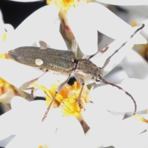 Pempsamacra pygmaea at Uriarra Village, ACT - 16 Dec 2021 03:37 PM