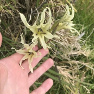 Gladiolus undulatus at Ventnor, VIC - 15 Dec 2021 09:41 AM