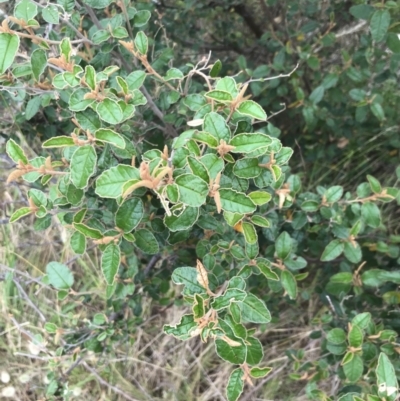 Pomaderris paniculosa subsp. paralia (Coast Pomaderris) at Ventnor, VIC - 15 Dec 2021 by Tapirlord