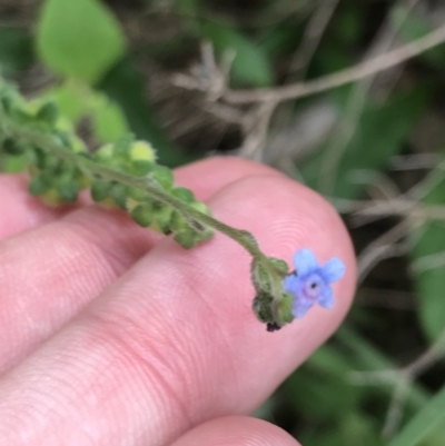 Cynoglossum australe (Australian Forget-me-not) at Ventnor, VIC - 15 Dec 2021 by Tapirlord