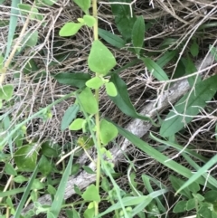 Cynoglossum australe at Ventnor, VIC - 15 Dec 2021