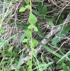 Cynoglossum australe at Ventnor, VIC - 15 Dec 2021 10:04 AM