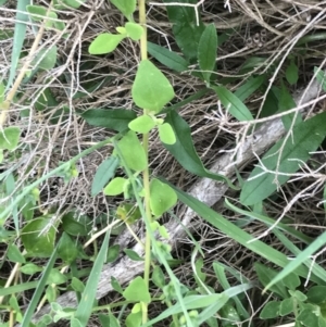 Cynoglossum australe at Ventnor, VIC - 15 Dec 2021 10:04 AM