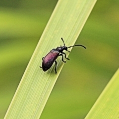 Lagriini sp. (tribe) at Pambula Beach, NSW - 18 Dec 2021