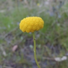Craspedia variabilis (Common Billy Buttons) at Conder, ACT - 20 Oct 2021 by MichaelBedingfield