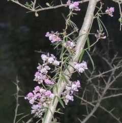 Glycine clandestina (Twining Glycine) at Conder, ACT - 20 Oct 2021 by MichaelBedingfield