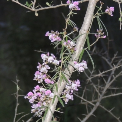 Glycine clandestina (Twining Glycine) at Conder, ACT - 20 Oct 2021 by MichaelBedingfield