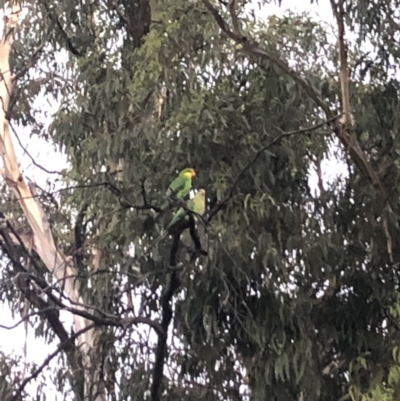 Polytelis swainsonii (Superb Parrot) at Belconnen, ACT - 18 Dec 2021 by Dora