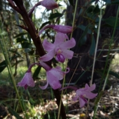 Dipodium roseum (Rosy hyacinth orchid) at Queanbeyan West, NSW - 18 Dec 2021 by Paul4K
