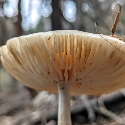 Unidentified Cap on a stem; gills below cap [mushrooms or mushroom-like] at Mount Majura - 18 Dec 2021 by sbittinger