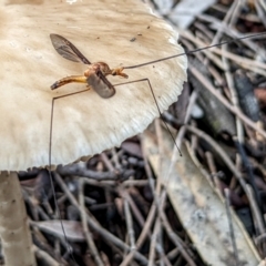 Leptotarsus (Macromastix) costalis (Common Brown Crane Fly) at Hackett, ACT - 19 Dec 2021 by sbittinger