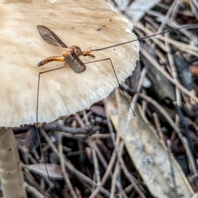 Leptotarsus (Macromastix) costalis (Common Brown Crane Fly) at Mount Majura - 18 Dec 2021 by sbittinger